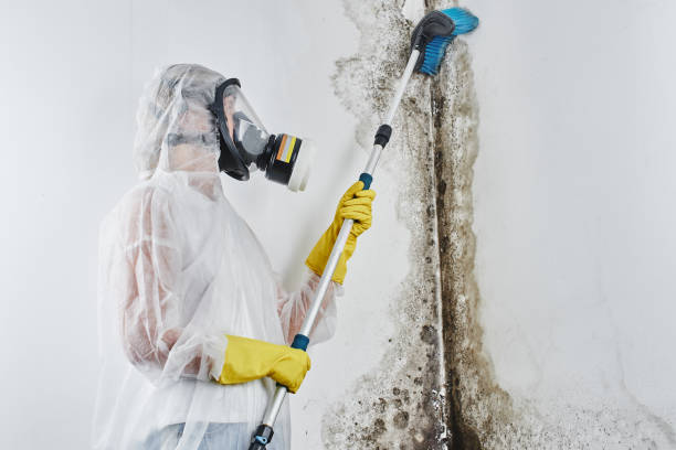 Best Mold Remediation for Healthcare Facilities  in Montclair, VA